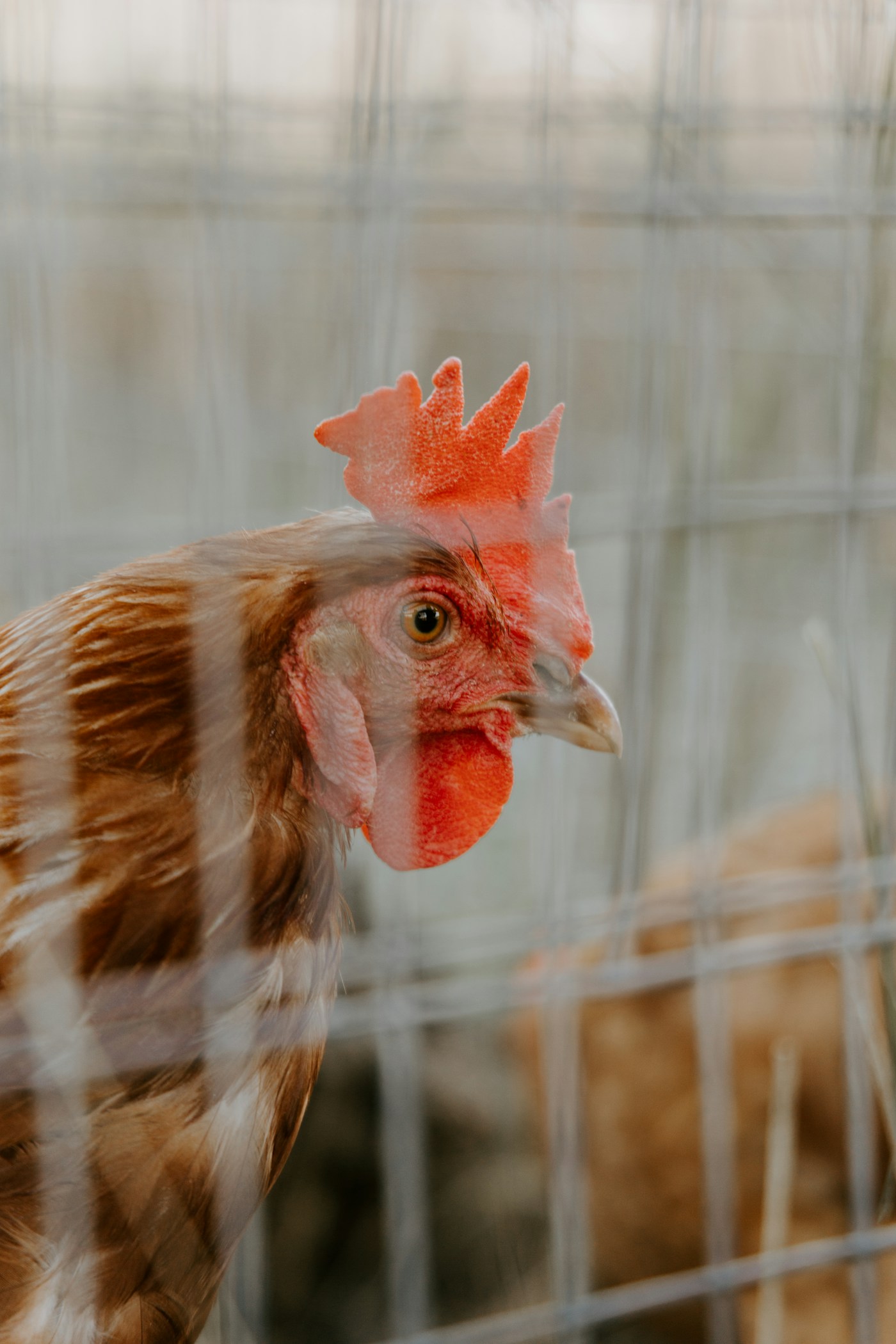 A healthy hen in a biosecure enclosure