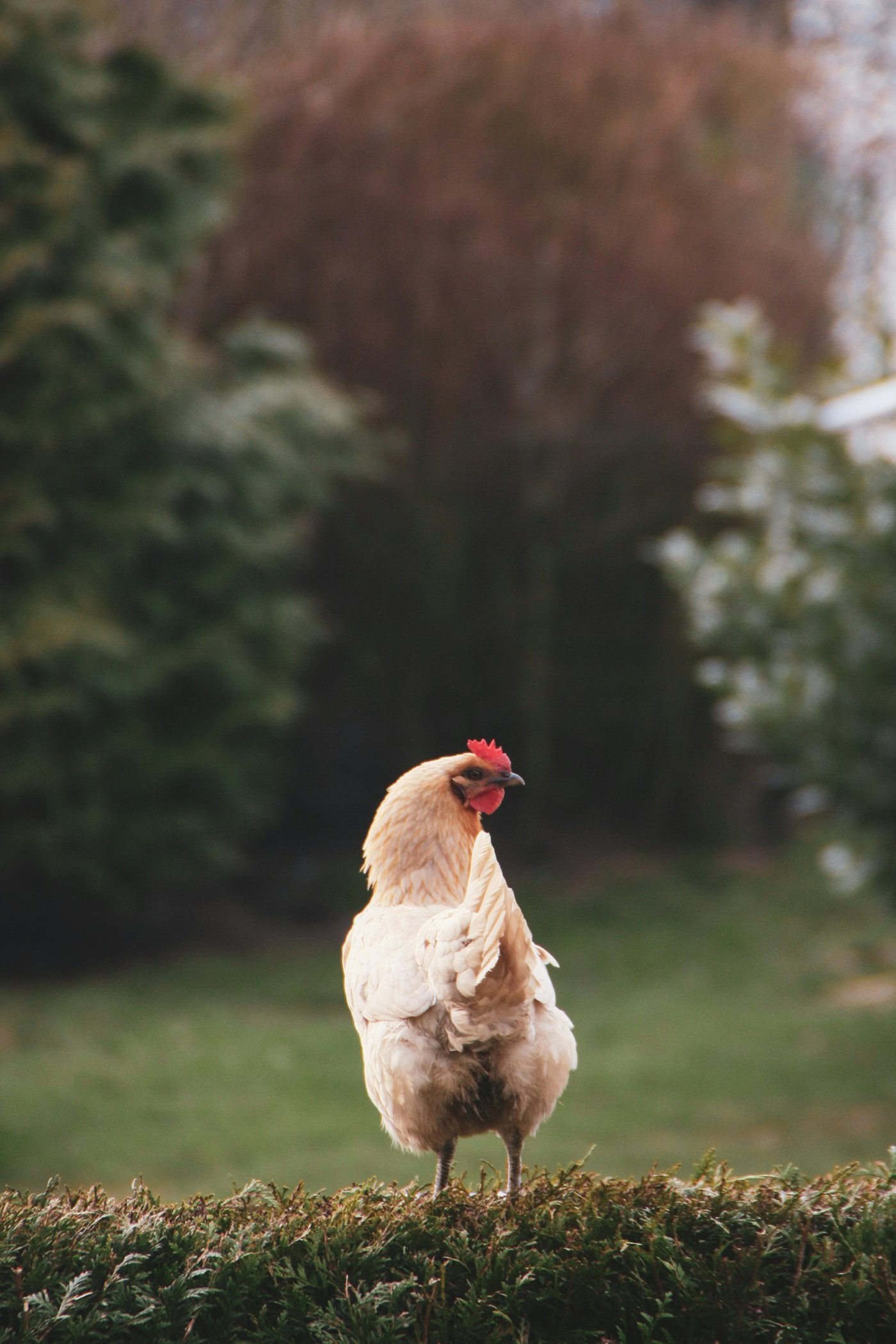 A free-range hen on a Ghanaian farm