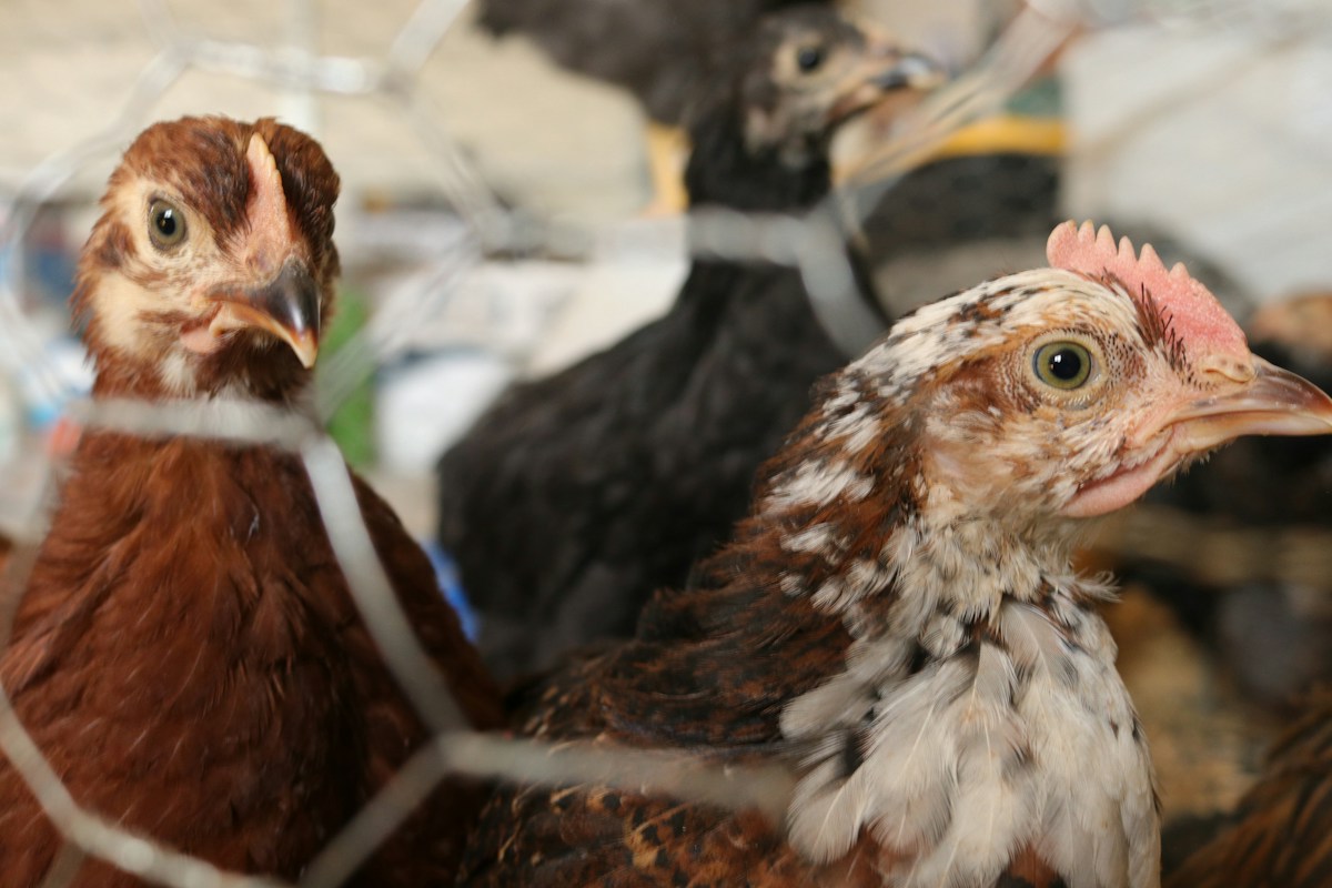 Young birds in a protected poultry pen